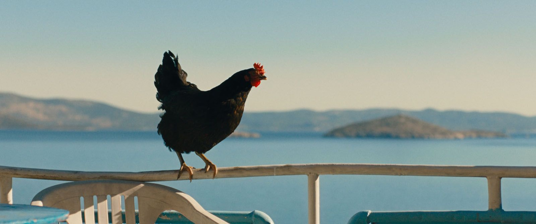 Le Film « Cocotte » le vendredi 28 août